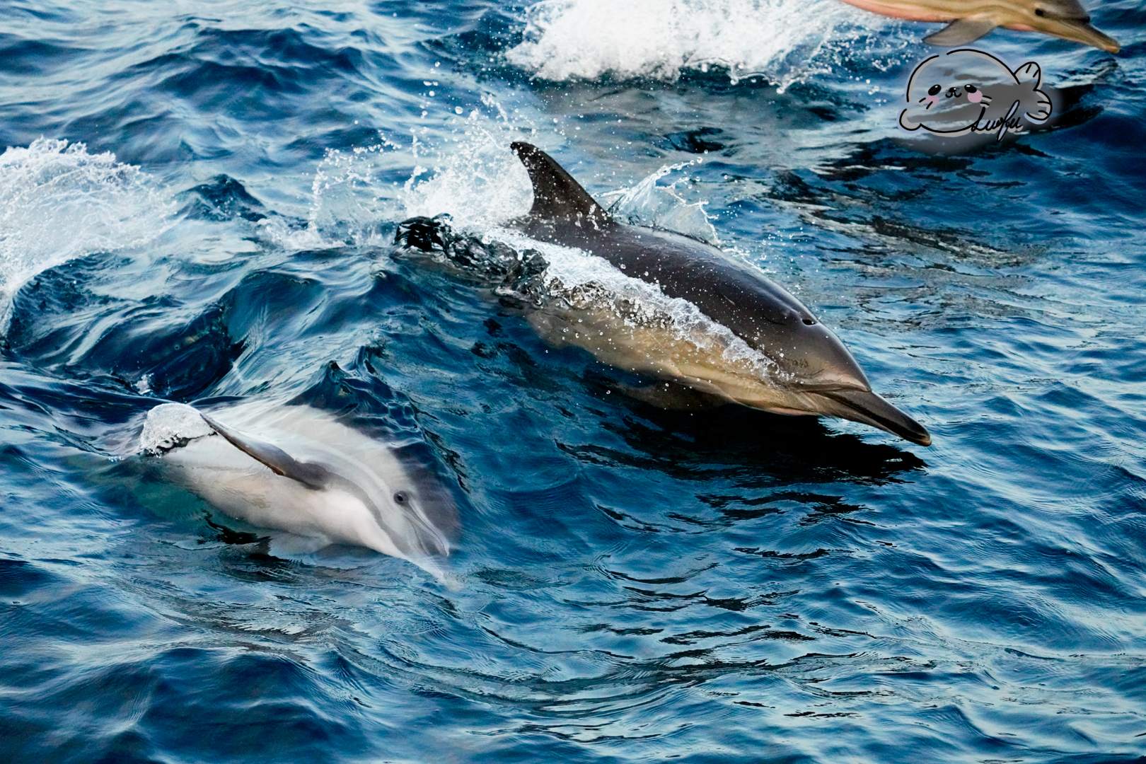 Common dolphins