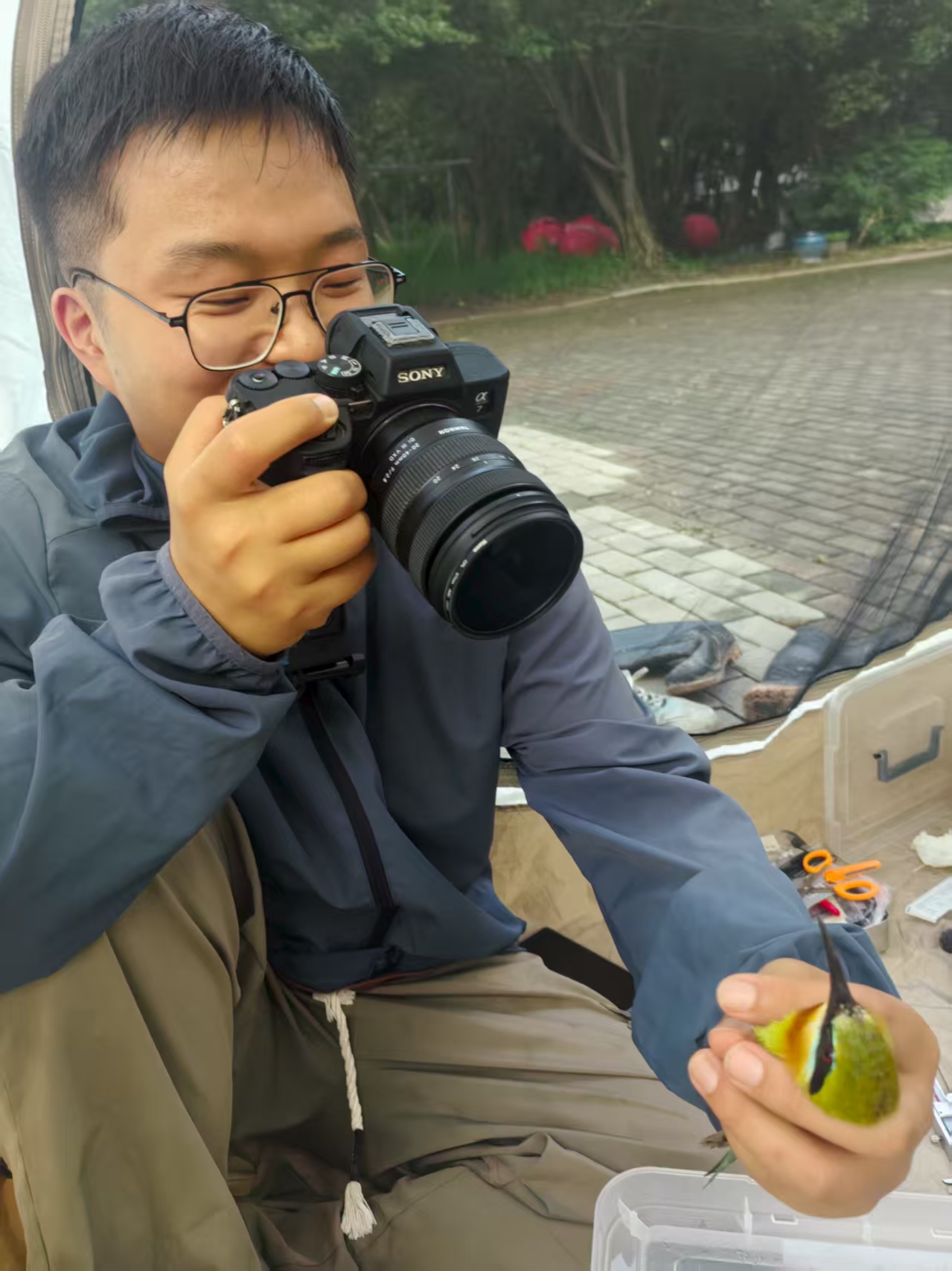Blue-tailed bee-eater monitoring 3